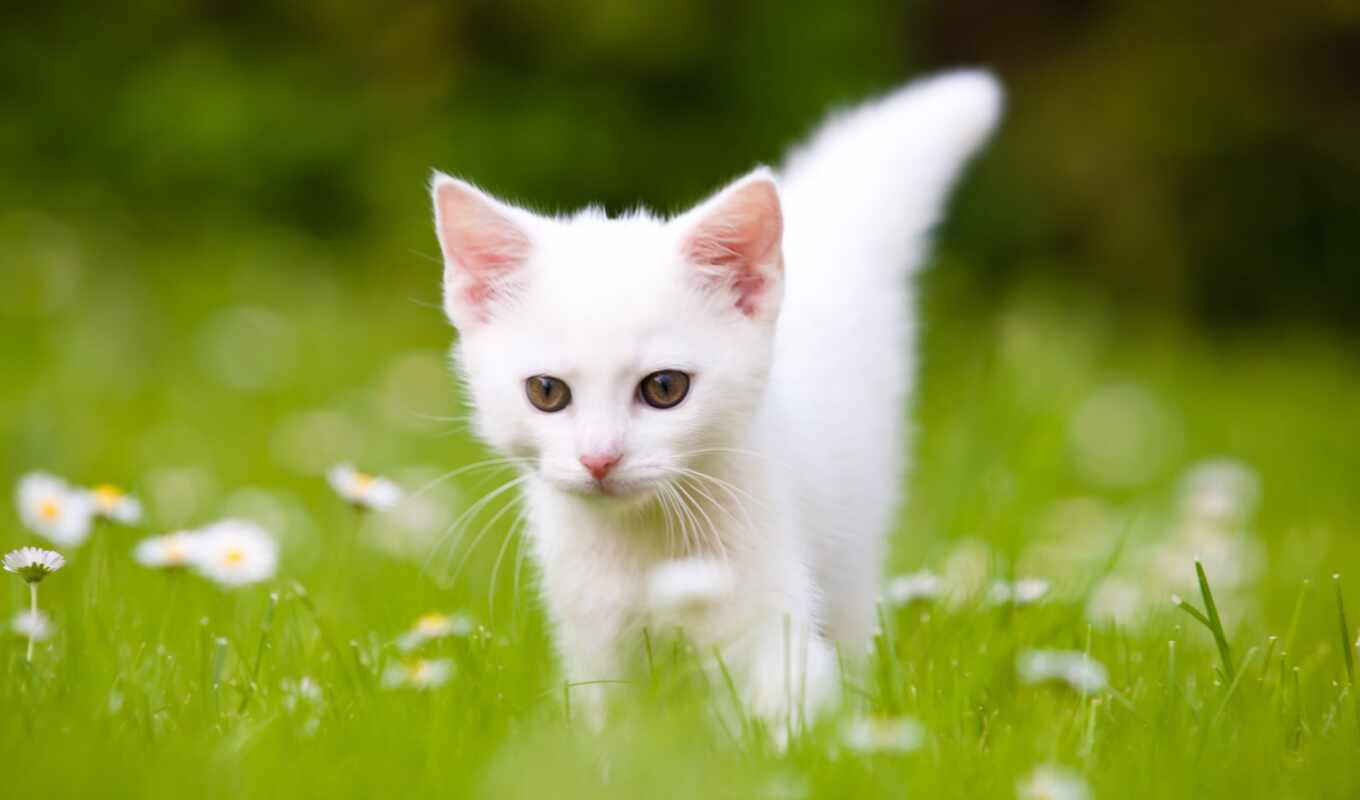 white, white, cat, lovely, cats, cat, kitty, яndex, snowy