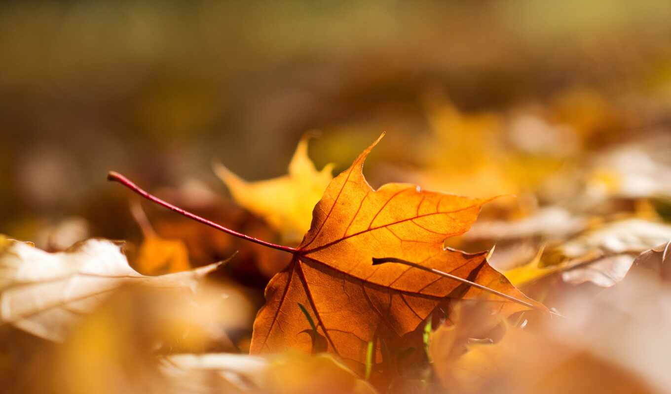 макро, осень, leaf, daun