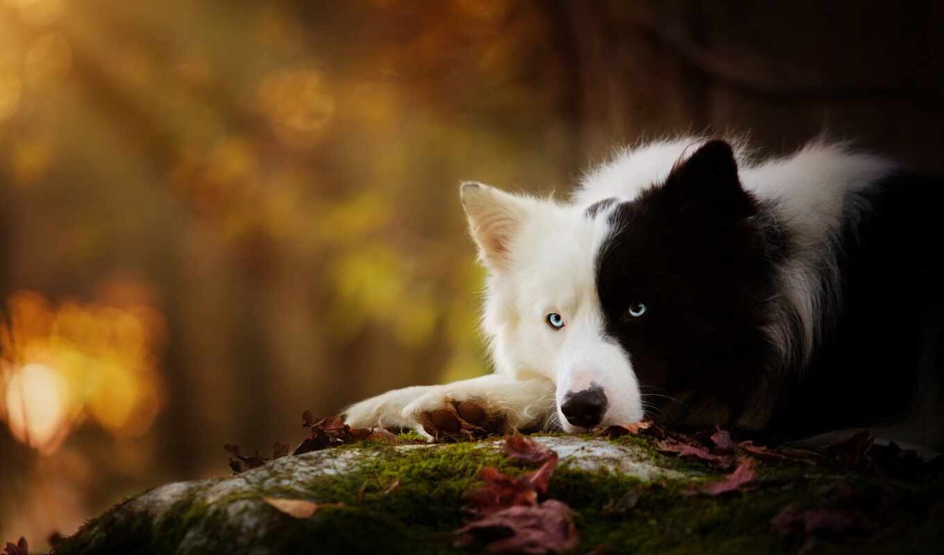 black, white, cute, собака, border, пушистый, pet, колли