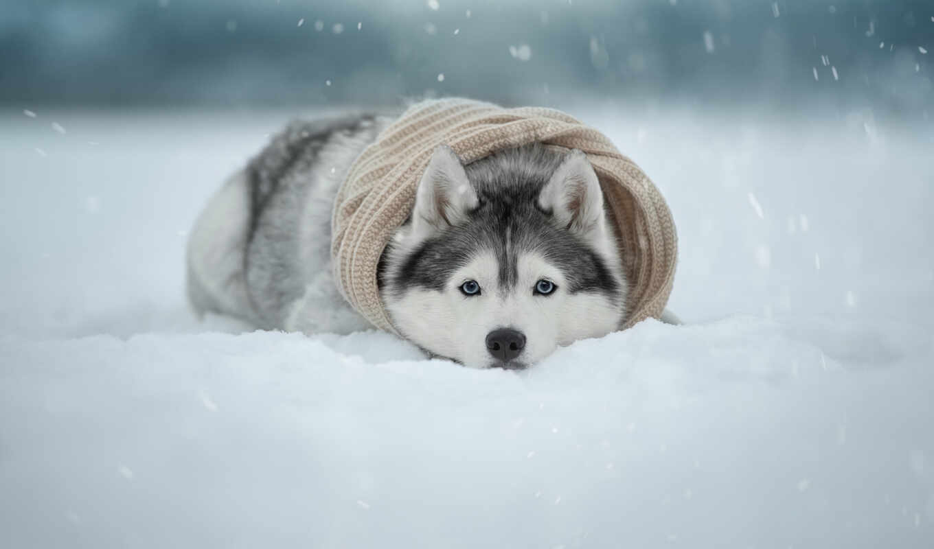 снег, группа, собака, содержать, щенок, хаски, порода, line, siberian