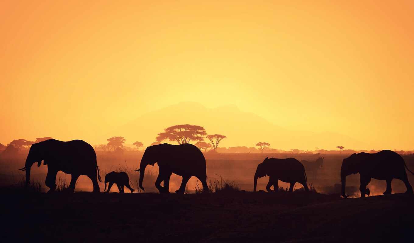 background, sunset, elephant