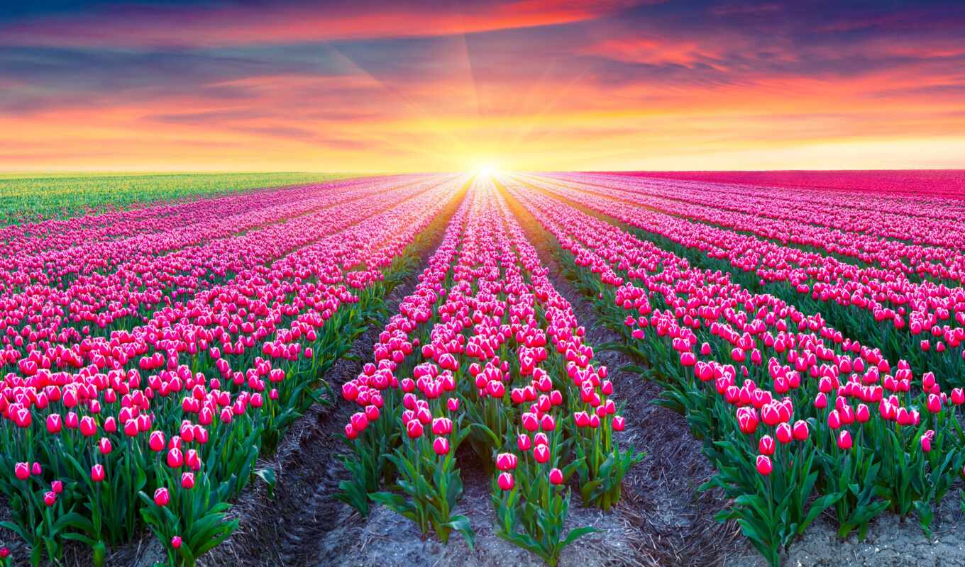 цветы, закат, поле, нидерланды, gallery, розовый, весна, восход, тюльпан, rare, pxfuelpage