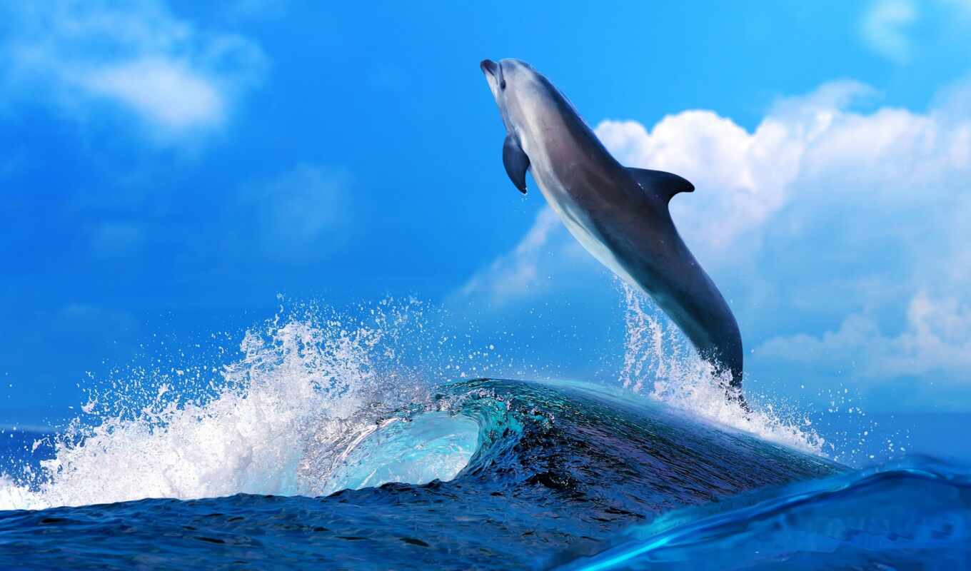 животными, дельфин
