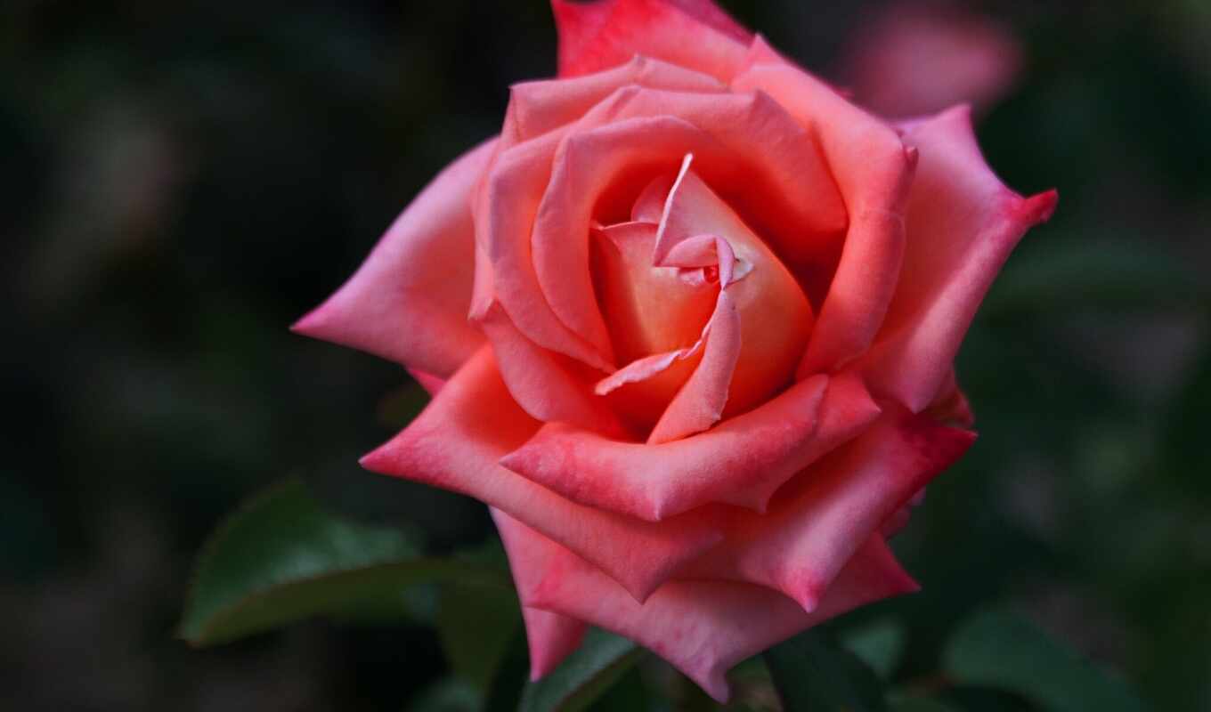 flowers, rose, pink, bud