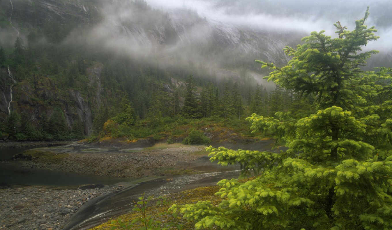 nature, completely, tree, river, fog, alaska, alaska