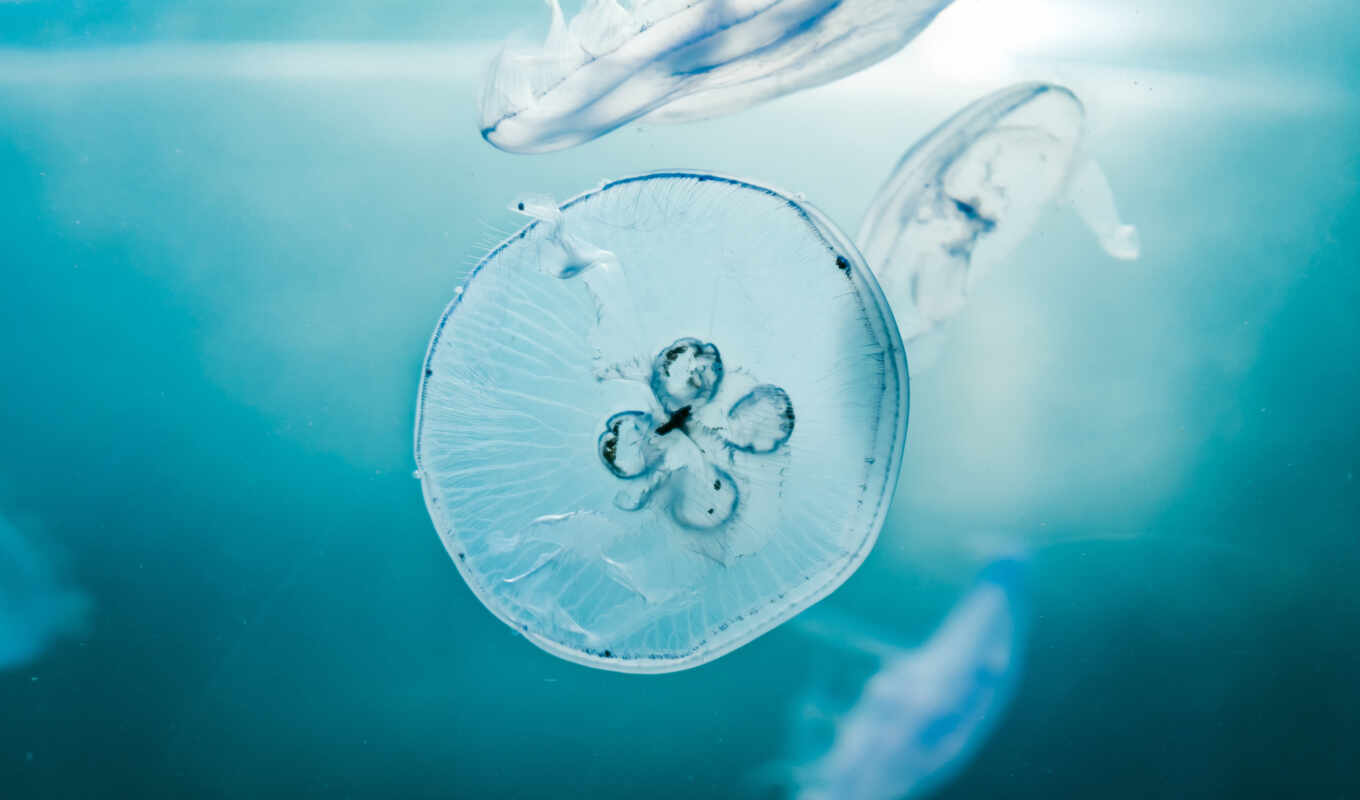 земля, медуза, aquatic animal