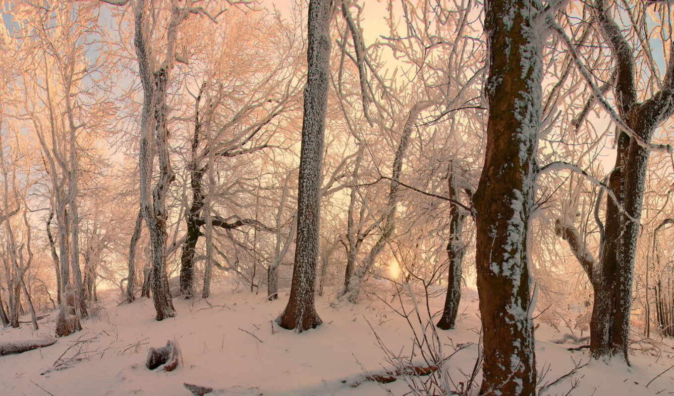 природа, white, free, снег, winter, лес, color, mushroom, degree, kartinika