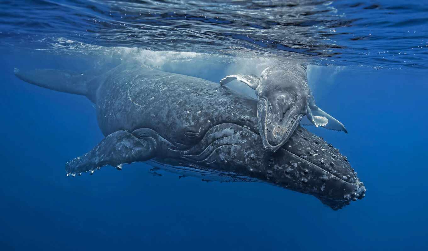 to do, water, year, their, whale, south, trip, hug, warm, humpback, annual