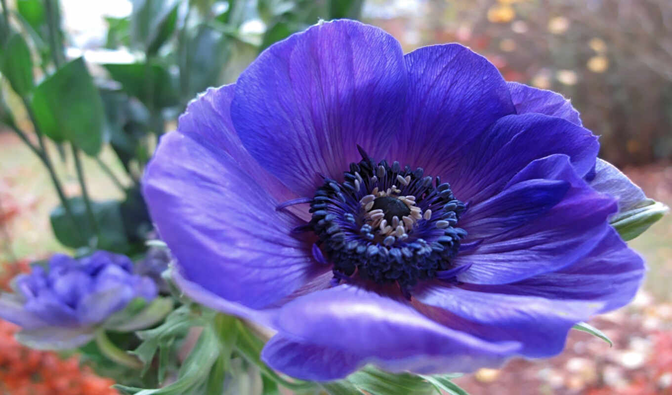 flowers, purple, romantic, poppy, anemone