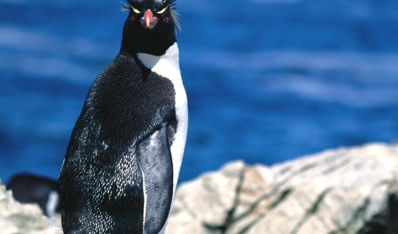 penguin, royal