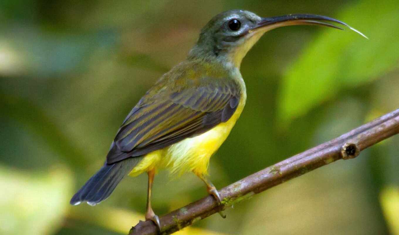 little, птица, goa, buring, охотник на пауков