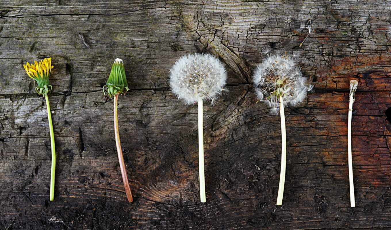 flowers, images, stock, dandelion, cycle, life, getty