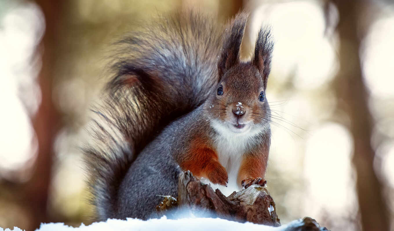 a computer, winter, squirrels, to leave, proteins, likes, so that, in winter, dislikes