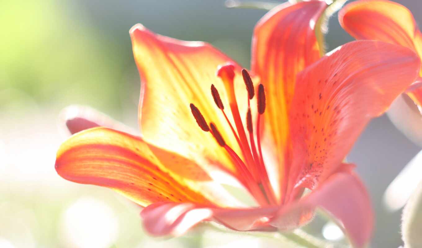 nature, photo, flowers, background, petal, orange, lily, oh, water lily, stokovyi, makryi