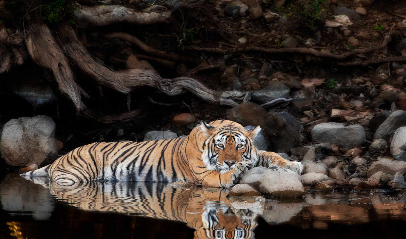 cool, water, cat, big, the, off, tiger, tigris, reflection, adsense, photobirder