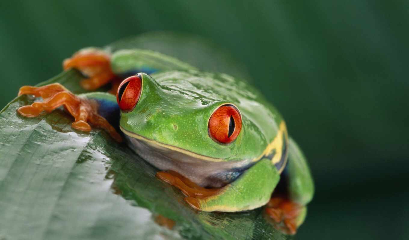 лист, глаз, окно, зелёный, трава, month, лягушка, animal, toad, exotica