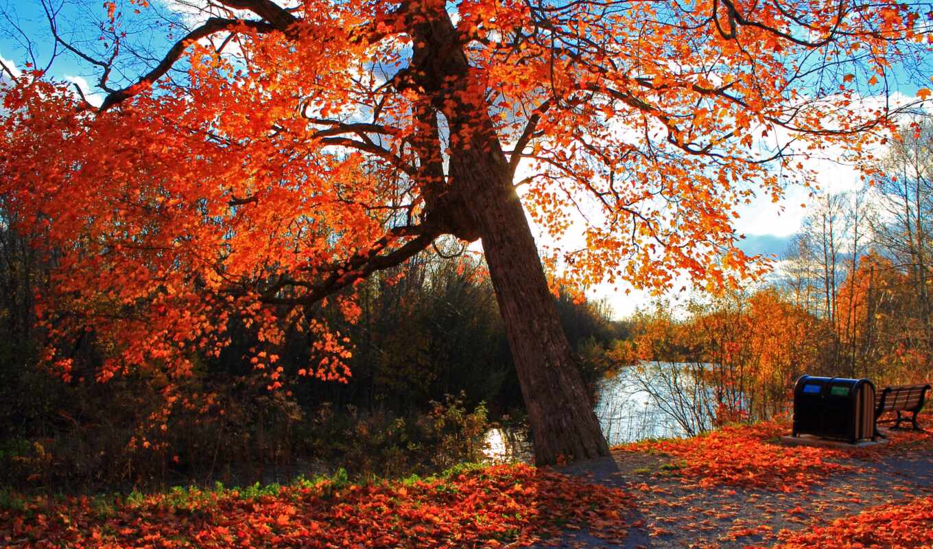 sheet, tree, autumn, funart