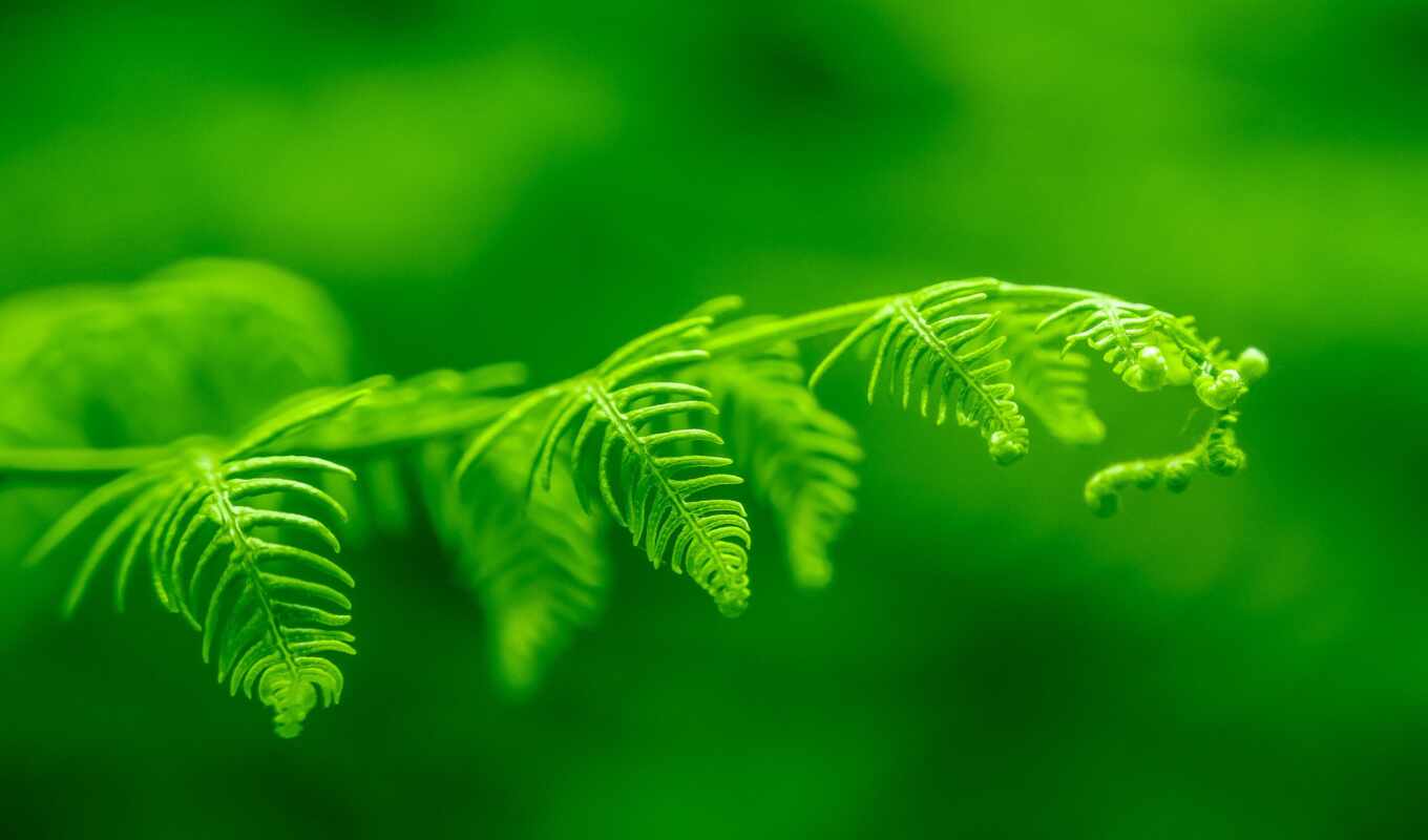 зелёный, растение, leaf