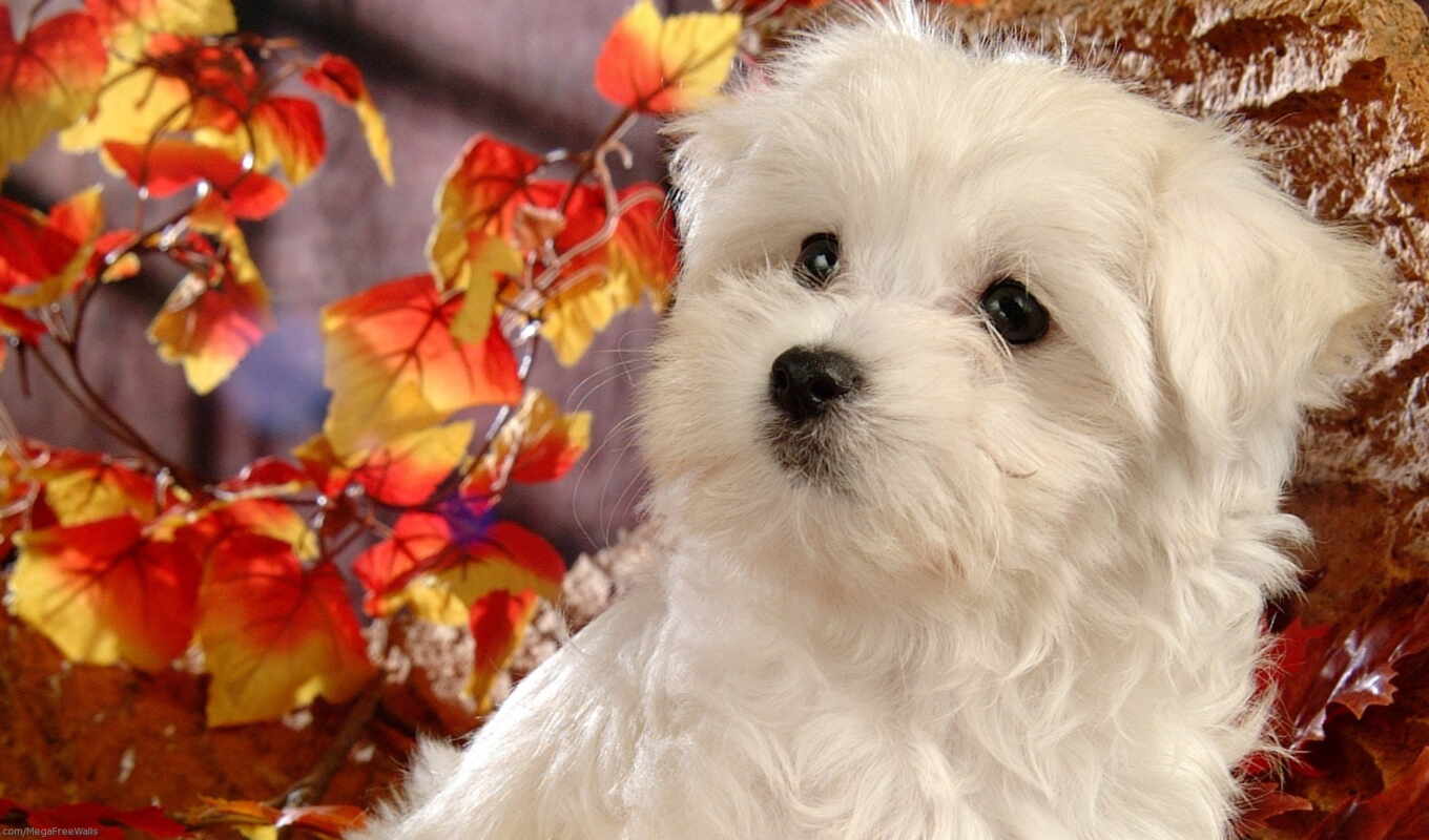 white, собака, щенок, maltese