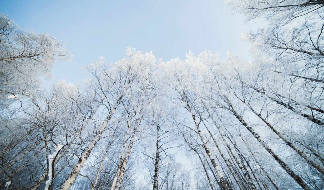 fone, sky, tapety, nature, birch tree, birches, background image, blue