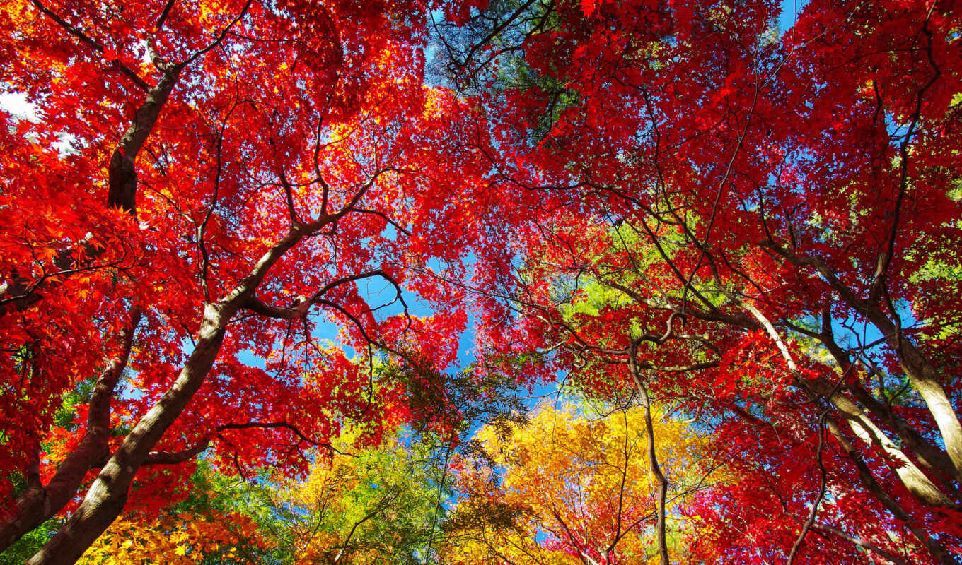 природа, небо, картинка, purple, amazing, осень, листва, trees