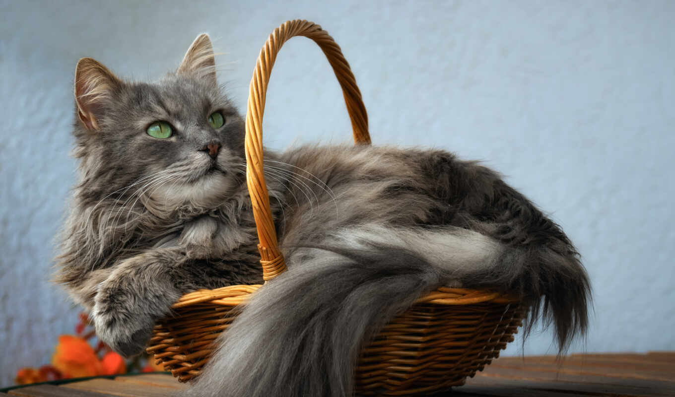 picture, cat, animal, grey, basket, persian, dreams, smells