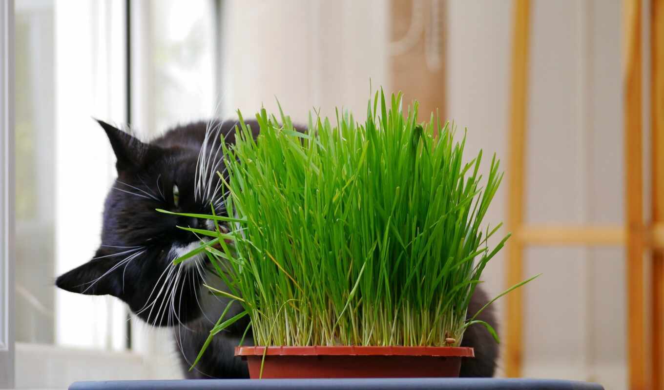 there is, grass, cat, animal, weed, oats, proroschit