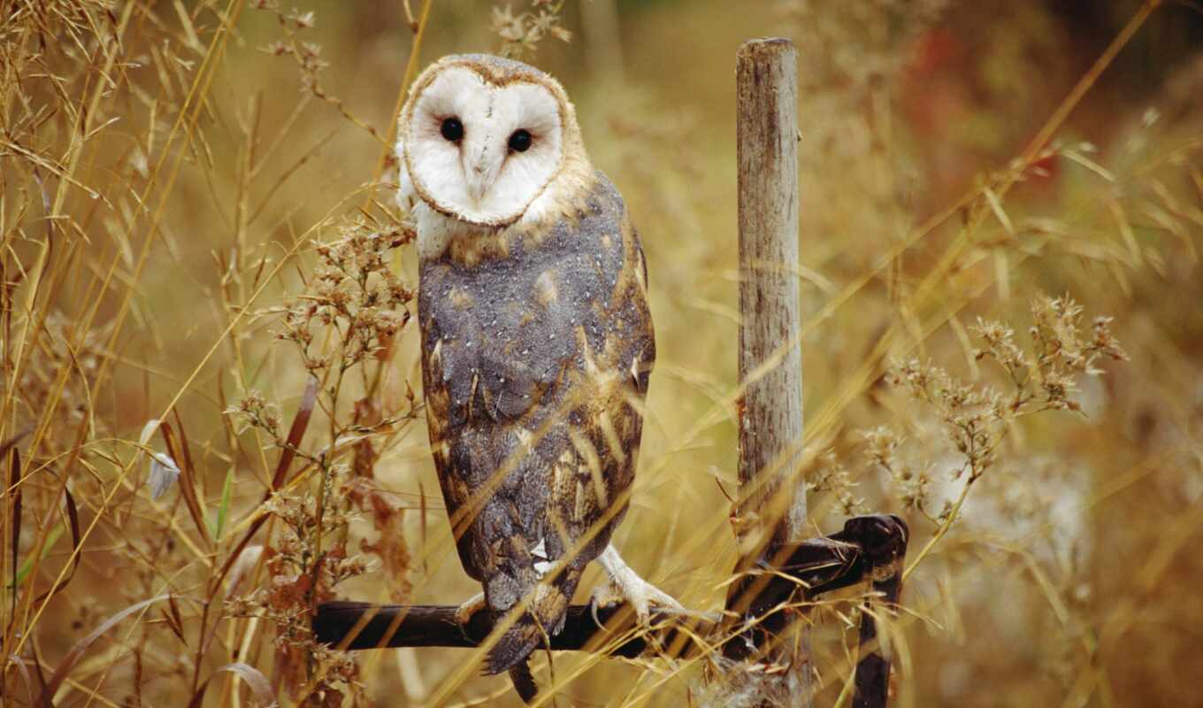 owl, because