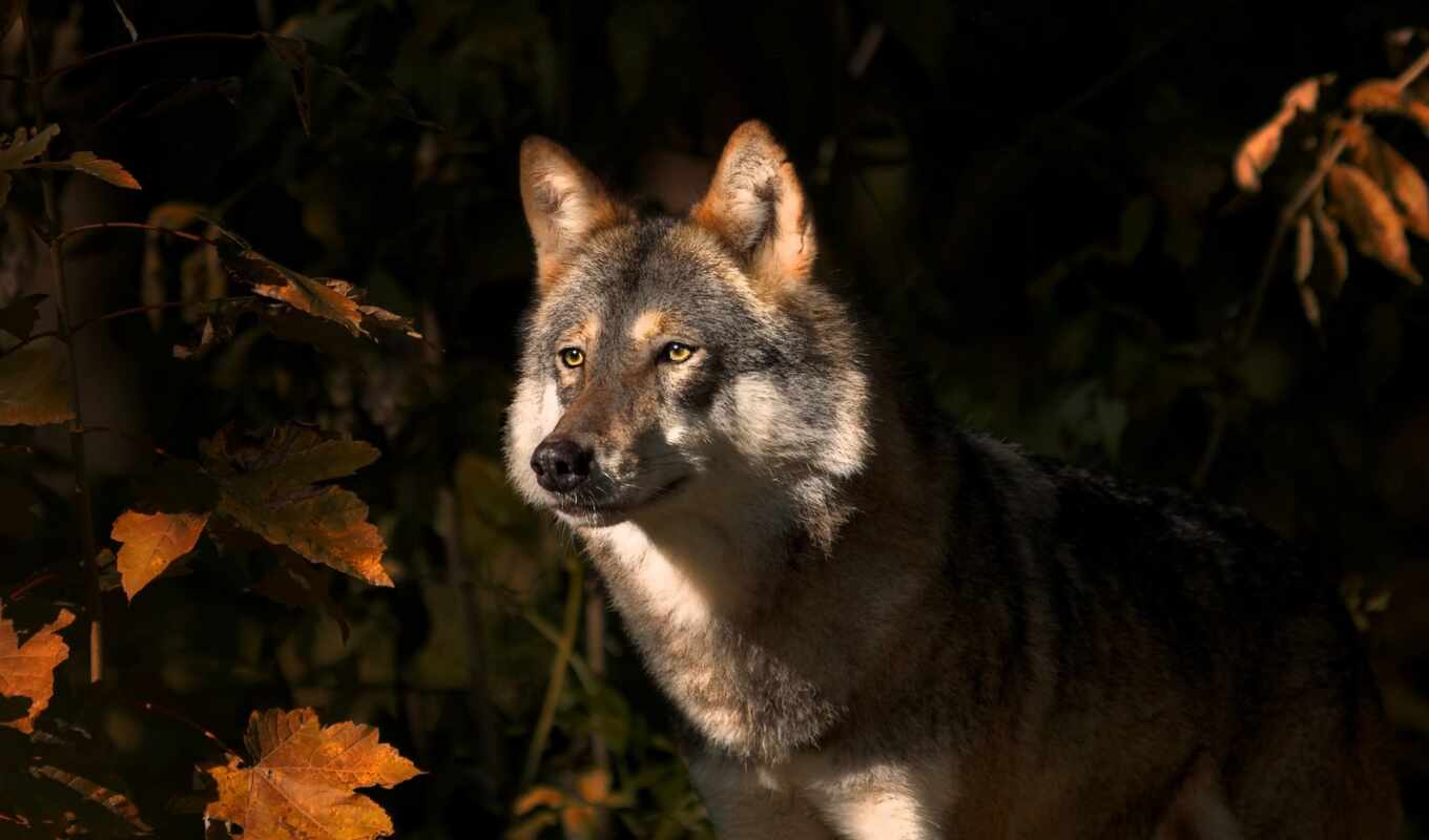 autumn, wolf