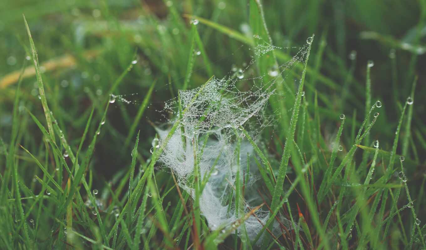web, трава, роса