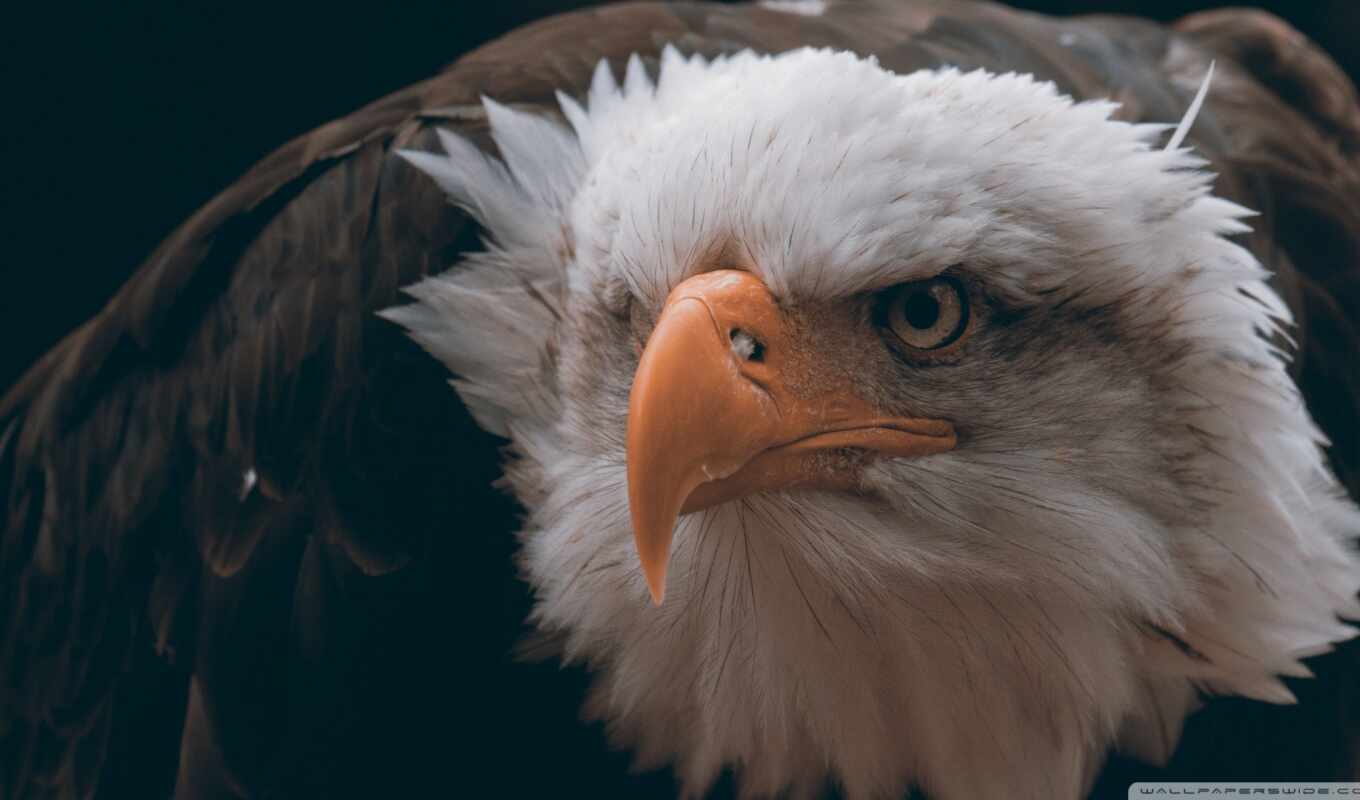 bird, orlan, animal, closeup, bald, a feather, freedom