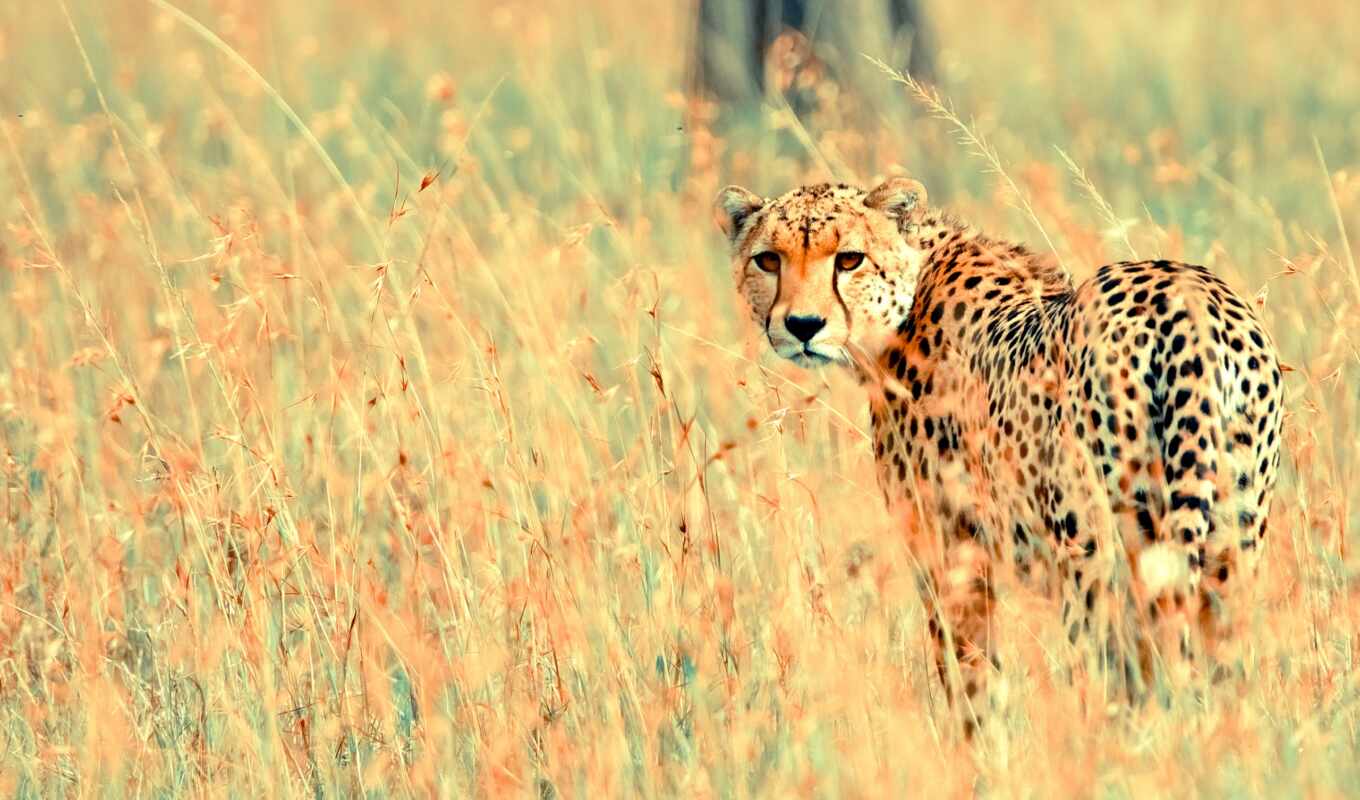 cheetah, beautiful