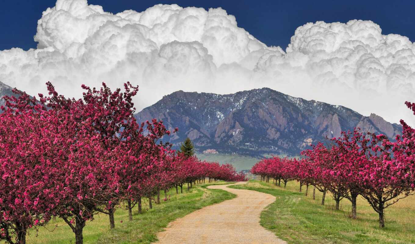 nature, fone, page, road, spring, blossom, trees, blooming, mountains, trees, flower