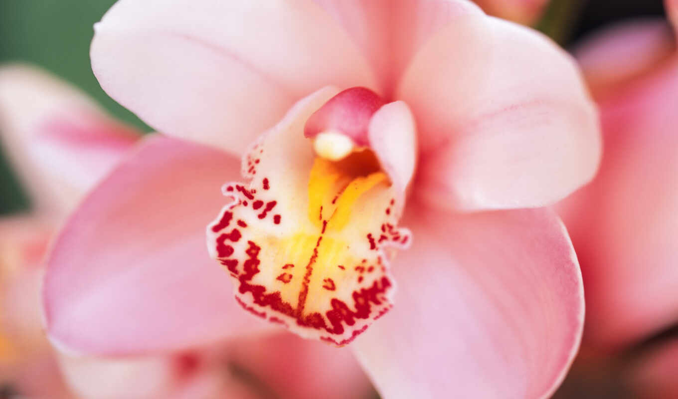 full, flowers, розовый, орхидея, orchids