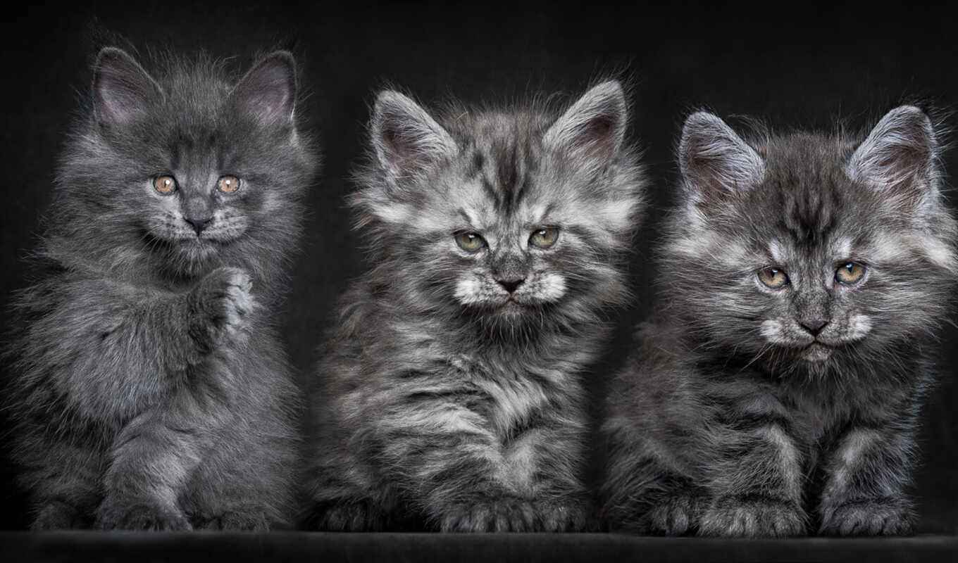 серые, милые, кошки, коты, котята, пушистые, маленькие, два, mein, trinity, куны