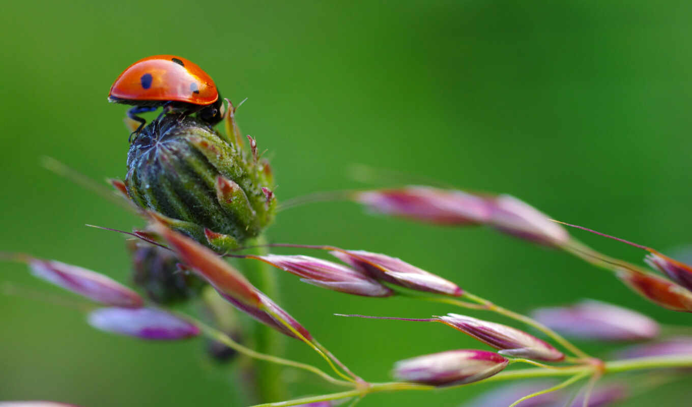 you, little, смотреть, top, растение, deviantart, ladybug, kwiatkowski