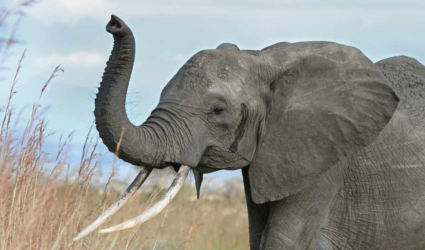 мире, слоны, слон, ствол, какого, тайланде, проекта, cad, слона, продолжение