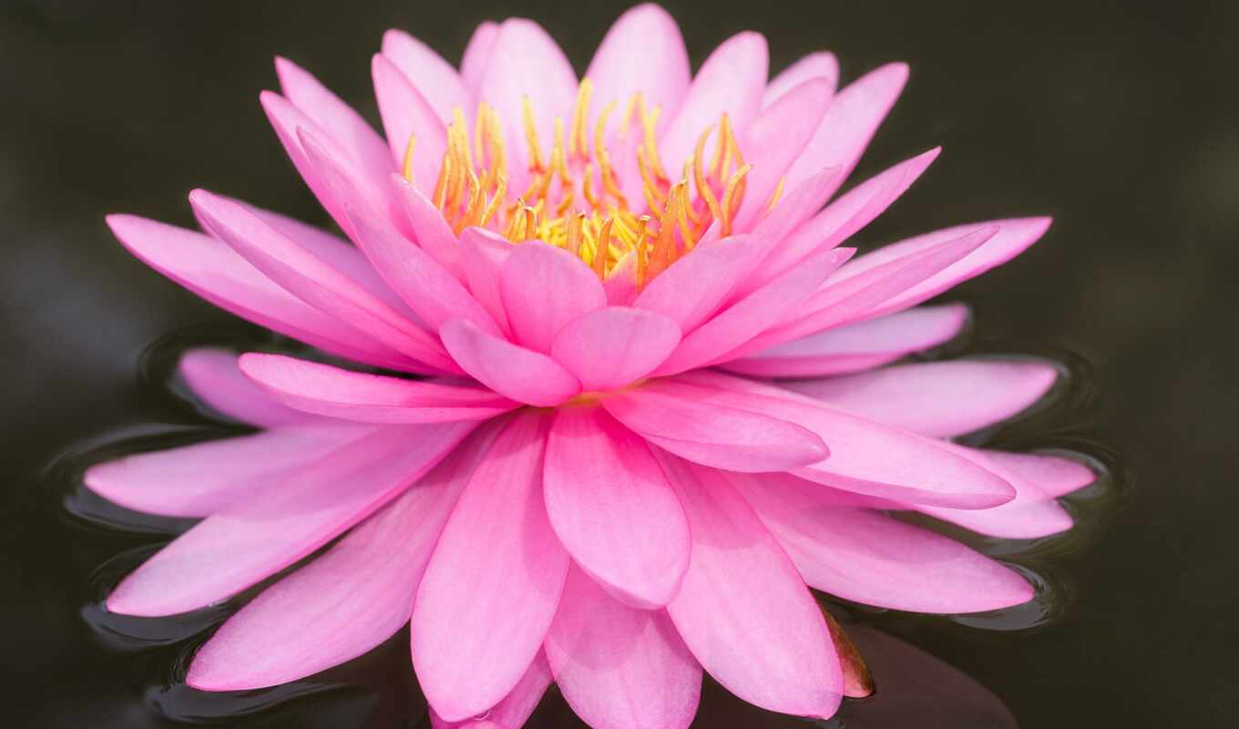 flowers, collection, base, water, website, add, water lily, ocenka