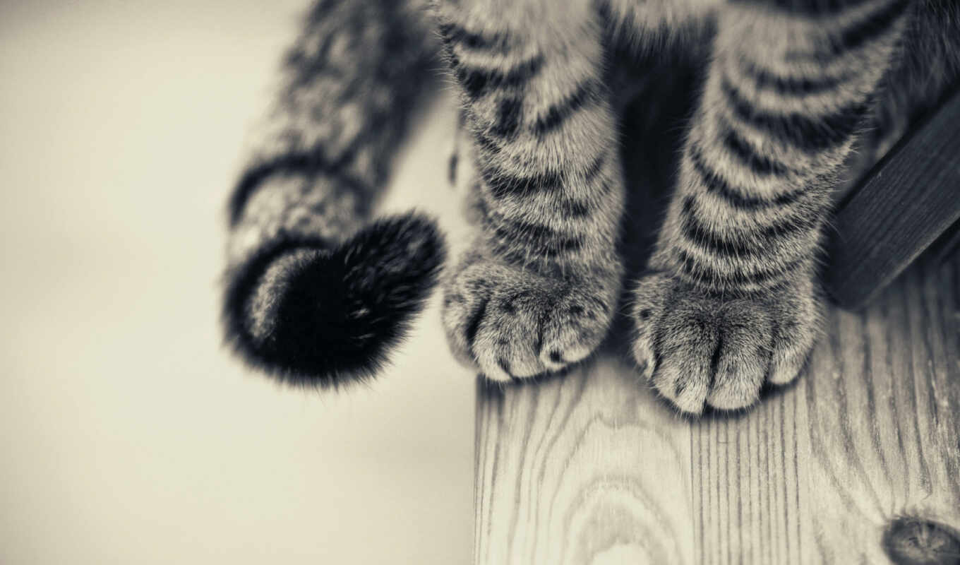 кот, коты, animal, красивый, foot, feline