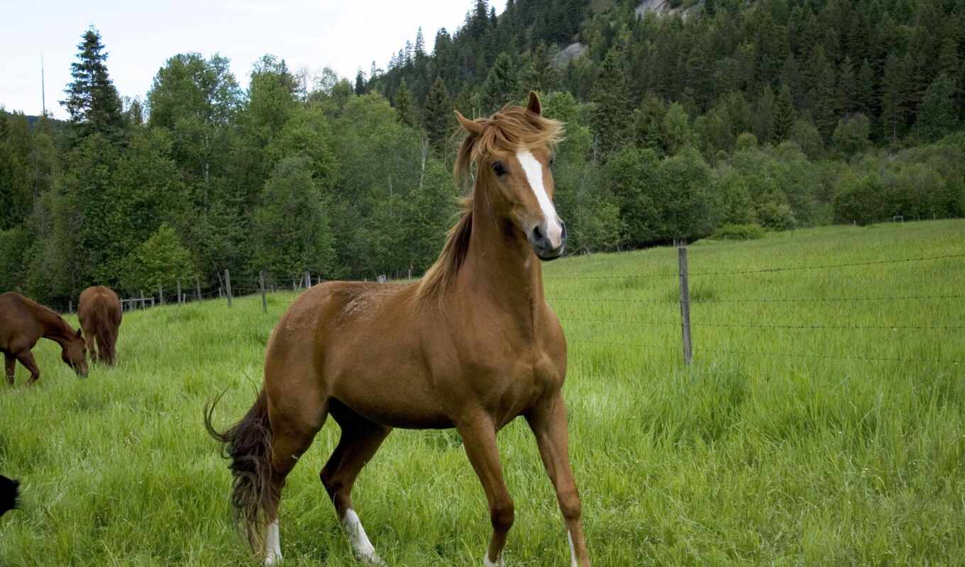 зелёный, лошадь, mare, mustang, домашние, animal, sale, дешево, agricultural, avit