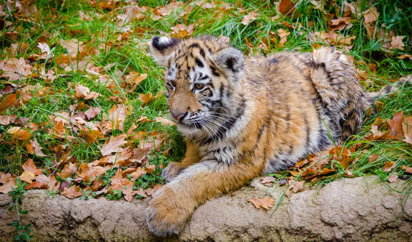 autumn, amur, predator, tiger, the cub, siberian, narrow