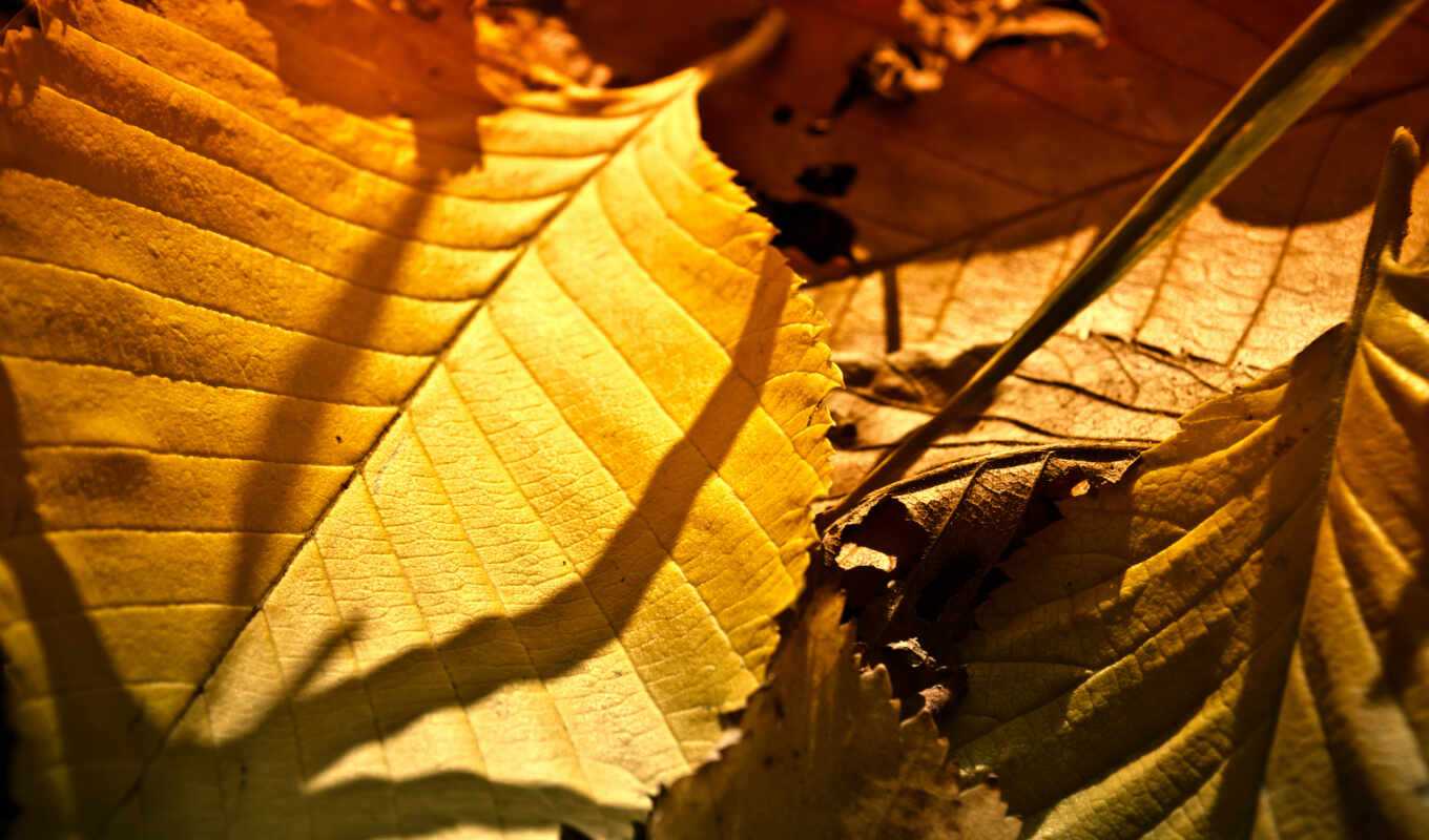 природа, лист, дерево, канал, осень, браун, шапка, leaf, dry, youtube, оттенок