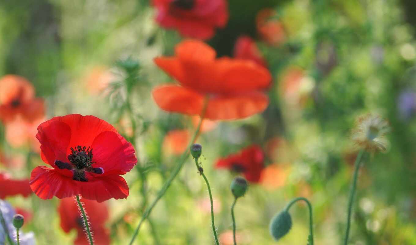 природа, цветы, red, трава, поле, лепесток, растение, poppy, flora, rare, wildflower