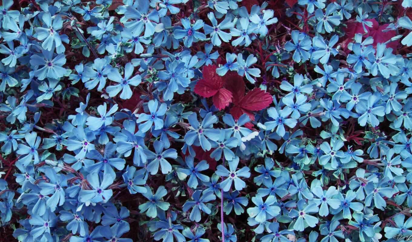 flowers, blue