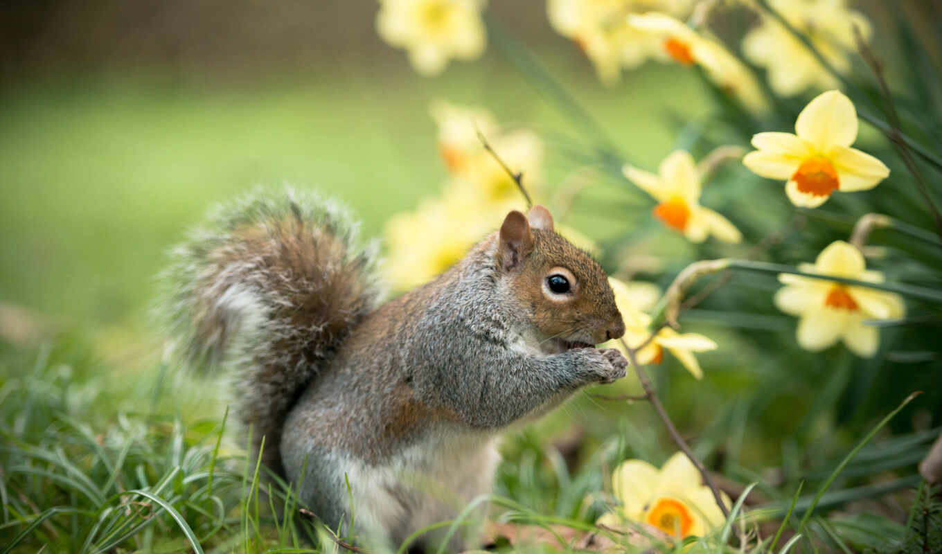 flowers, collection, squirrels