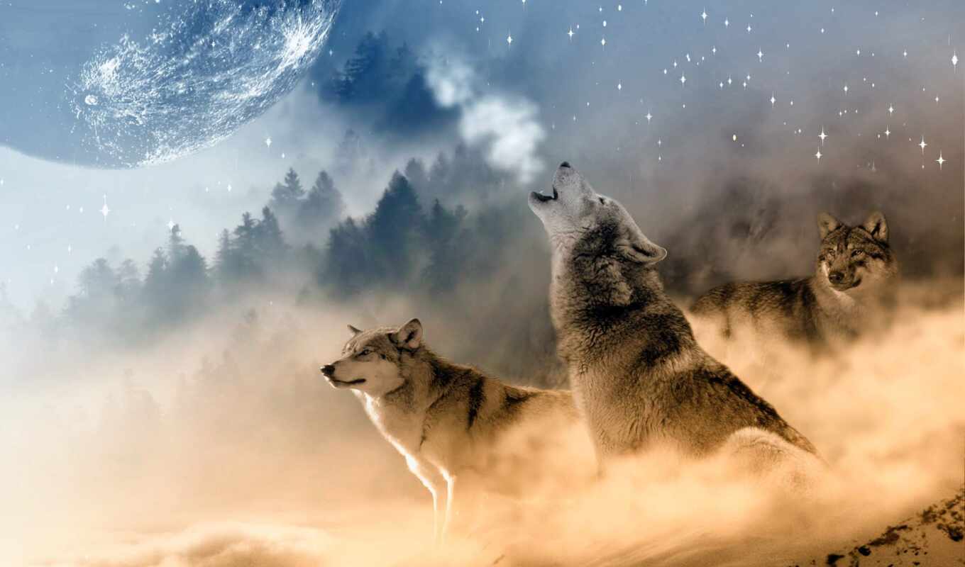you, moon, wolf, wolves, wolves, hats, wuyerism