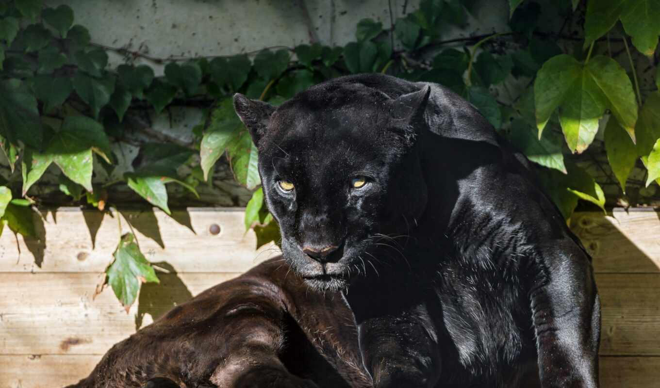 black, sun, кот, хищник, animals, wild, animal, jaguar, panther