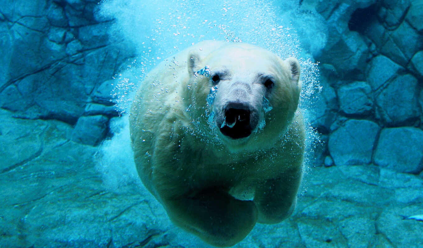 white, water, beautiful, bear, animals, white, water, polar, zhivotnye, bears, snapshots