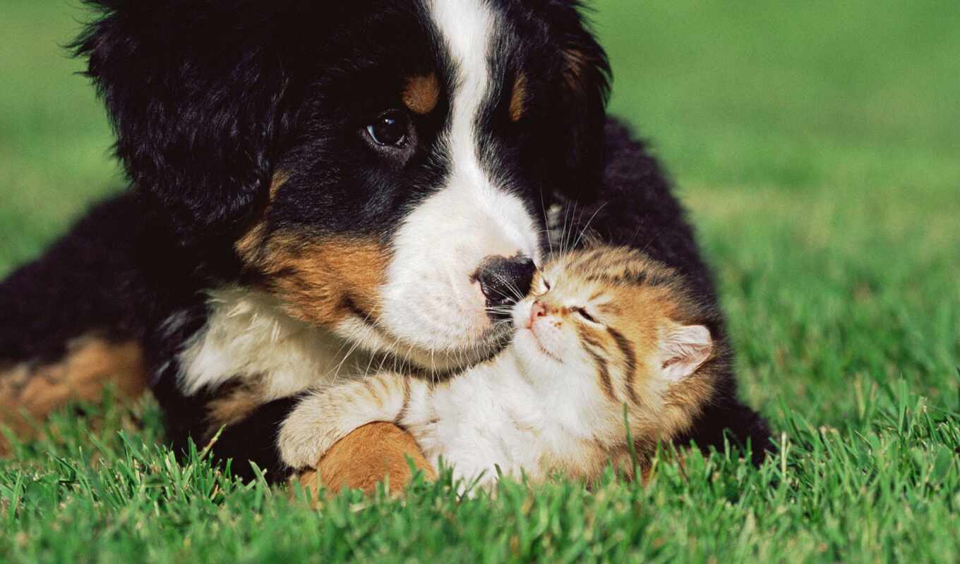 трава, дружба, кот, собака, коты, щенок, котенок, animal, kotenk