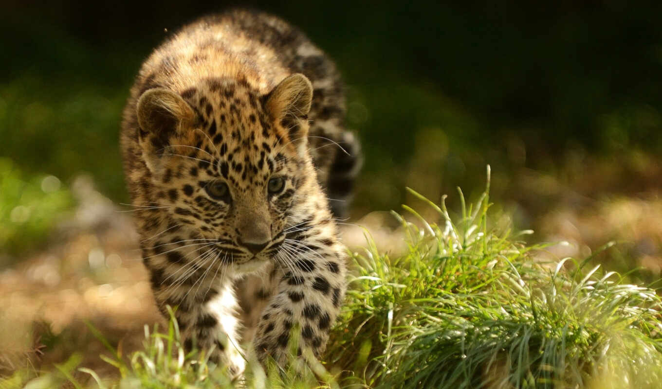 mobile, cat, amur, leopard, the cub